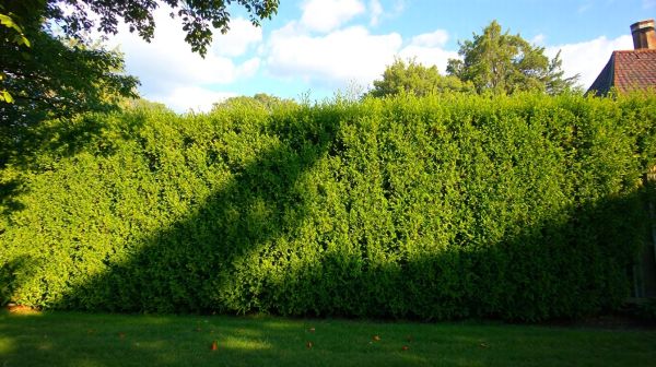 Guide des clôtures pour sécuriser idéalement votre jardin